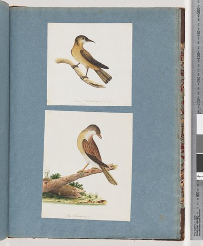 Página 125. Pájaro no identificado. 126. Pájaro no identificado de Unknown artist
