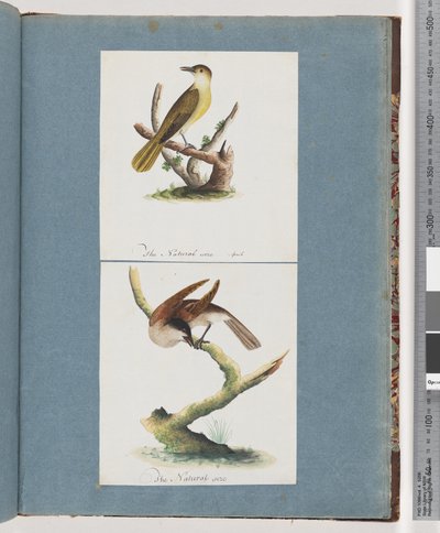 Página 129. Pájaro no identificado. 130. Pájaro no identificado de Unknown artist