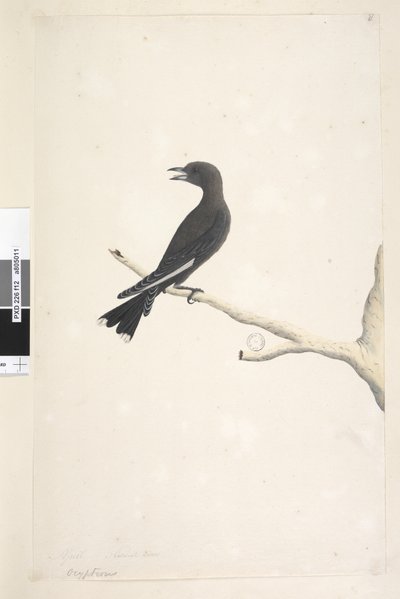 Página 12. Ocypterus. sobre el título en una mano diferente abril, tamaño natural Madera Oscura, Golondrina Artamus cyanopterus de Unknown artist
