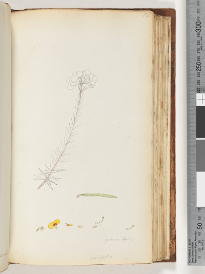 Página 131. Germen peludo / Ericifolia dibujo inacabado de Unknown artist