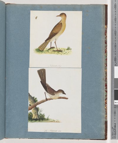 Página 131. Pájaro no identificado. 132. Pájaro no identificado de Unknown artist