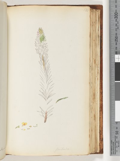 Página 133. Floribunda dibujo inacabado de Unknown artist