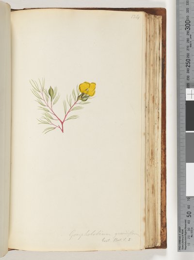 Página 134. Gompholobium grandiflorum / Exot. Bot. t. 5 de Unknown artist