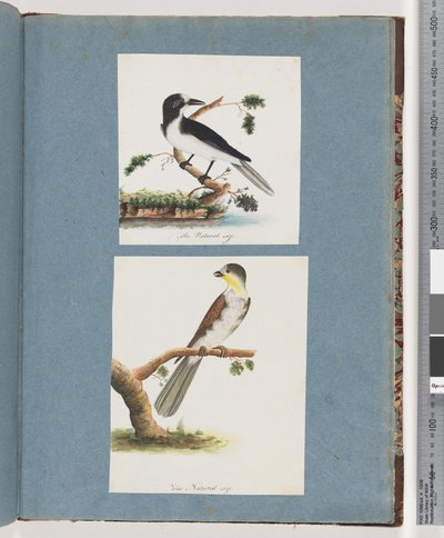 Página 135. Pájaro no identificado. 136. Pájaro no identificado de Unknown artist