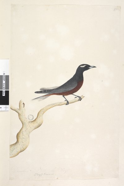 Página 13. Ocypterus. sobre el título en diferente mano Diciembre. Tamaño natural Golondrina de Madera Blanca, Artamus superciliosus, macho, 1791-92 de Unknown artist