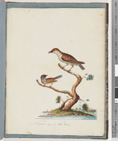 Página 140. 1. Pájaro no identificado. 2. Pinzón de ceja roja de Unknown artist