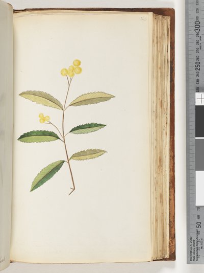 Página 140. Flor no identificada, octubre de 1794 de Unknown artist