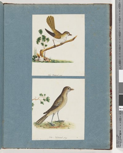 Página 142. Pájaro no identificado. 143. Pájaro no identificado de Unknown artist