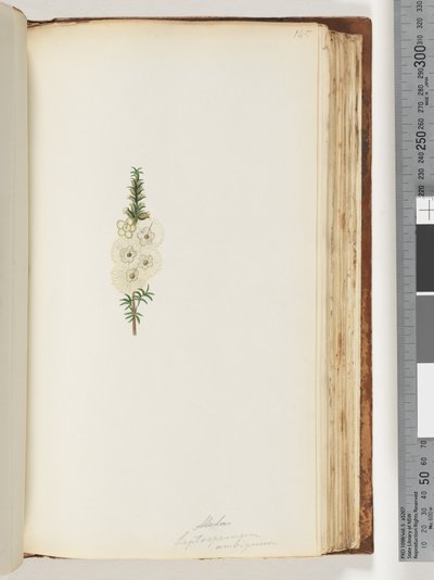 Página 145. Alela / Leptospermum ambiguum de Unknown artist