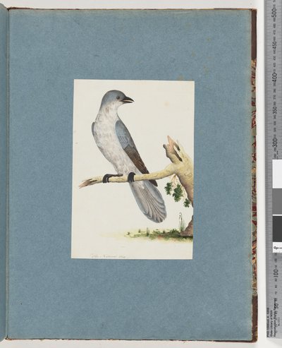 Página 145. Pájaro no identificado de Unknown artist