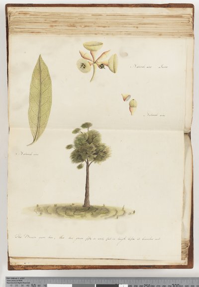 Página 148. El árbol de goma marrón de Unknown artist