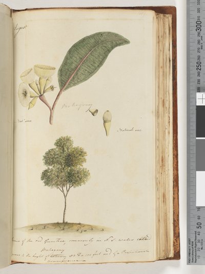 Página 149. Tamaño natural, una especie de árbol de goma roja, comúnmente llamado en N.S.W, Mohogony de Unknown artist