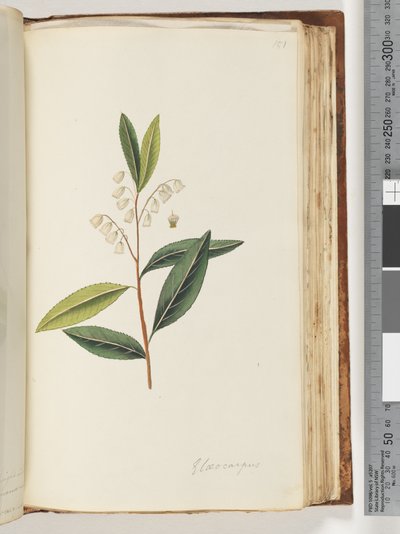 Página 151. Elaeocarpus de Unknown artist