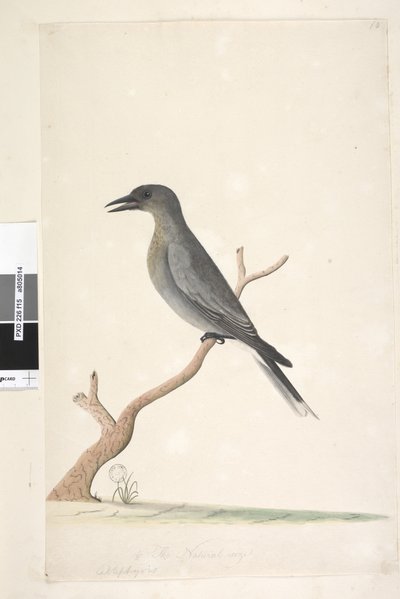 Página 15. Ceblephyris. Tamaño natural. Grey Currawong Strepera versicolor, 1791-92 de Unknown artist