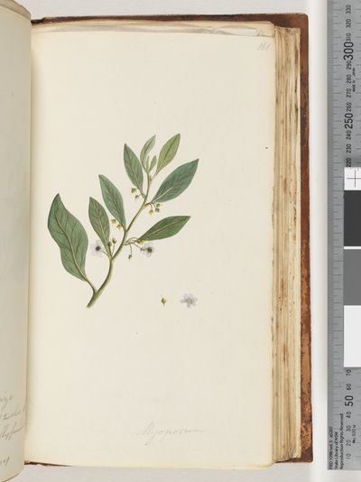 Página 161. Myoporum de Unknown artist