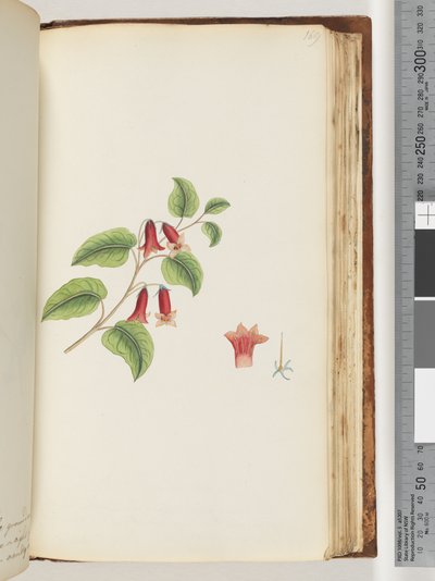 Página 169. Planta con flores sin nombre de Unknown artist