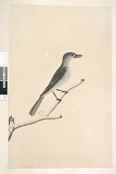Zorzal Gris de Unknown artist