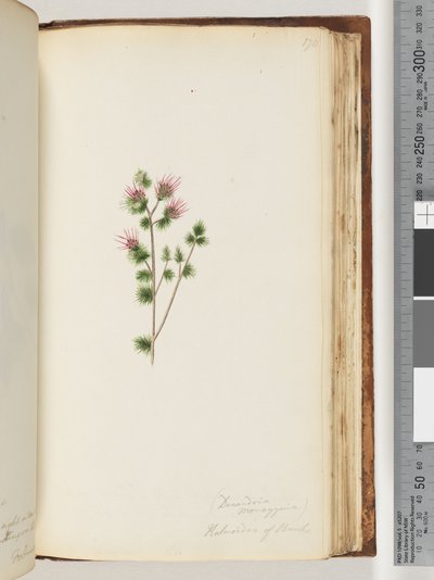 Página 170. Decandria monogynia. Kalmoides de Banks de Unknown