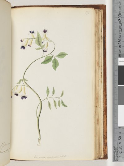 Página 171. Bignonia australis H.K de Unknown artist