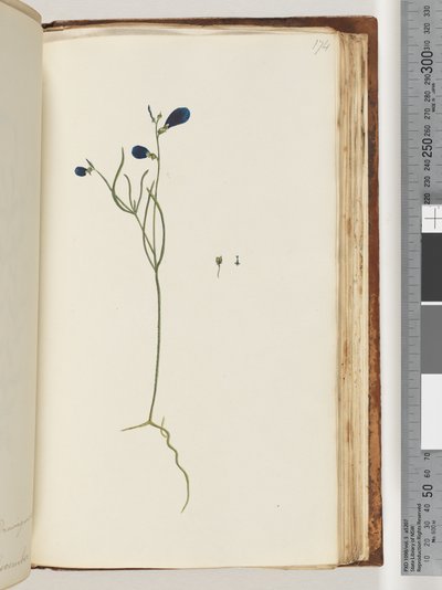 Página 174. Planta no identificada de Unknown artist