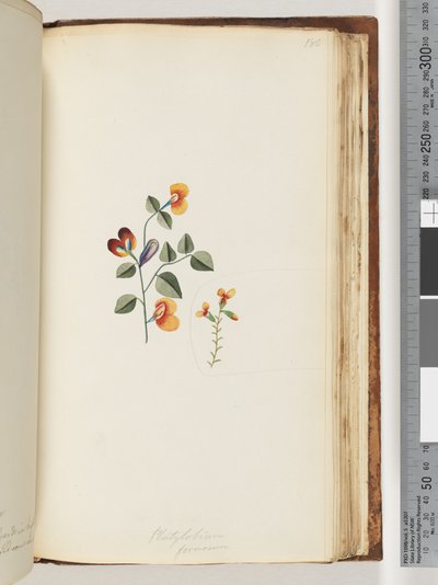 Página 180. Platylobium formosum (Guisante Plano Hermoso) de Unknown artist