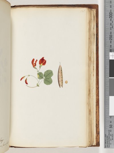 Página 181. Una enredadera que crece alrededor de árboles y arbustos de Unknown