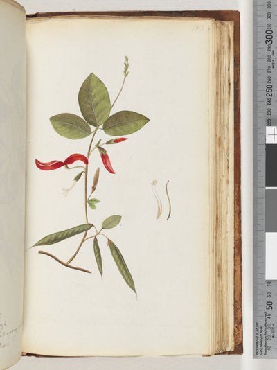 Página 183. Plantas no identificadas de Unknown artist