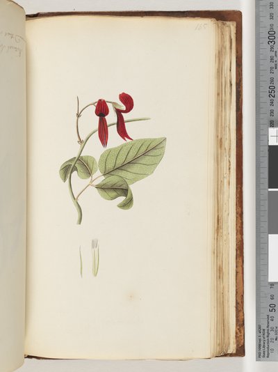 Página 185. Planta no identificada de Unknown artist