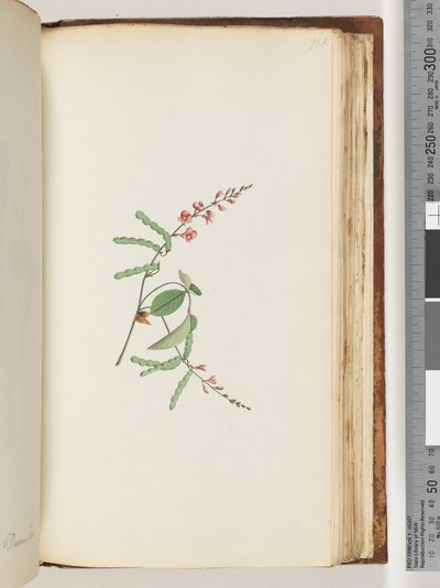 Página 186. Planta con flores, una enredadera de Unknown artist