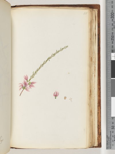 Página 188. Planta no identificada de Unknown artist