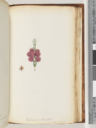 Página 189. Melaleuca thymifolia. Lin: Transac de Unknown artist