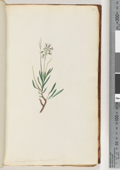Página 18. Conospermum longifolium Coneseeds de hoja larga de Unknown artist