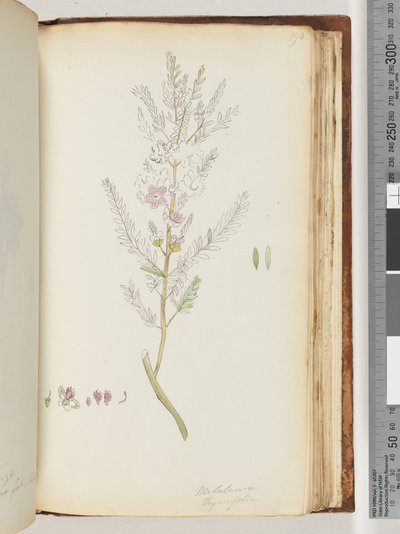 Página 190. Melaleuca thymifolia / Miel de Tomillo, mirto de Unknown artist