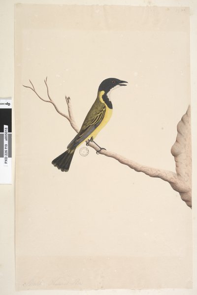Página 19. Abril. Tamaño natural. Golden Whistler Pachycephala pectoralis, macho, 1791-92 de Unknown artist