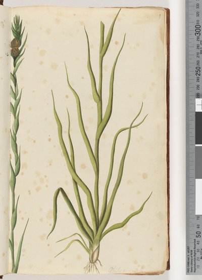 Página 1. Philydrum lanuginosum de Unknown artist