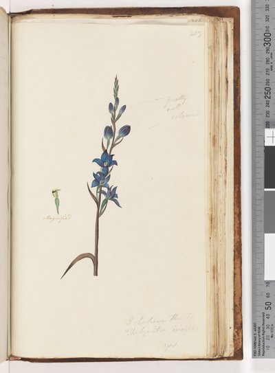 Página 203. Creo que esto es Thelymitra ixioides / Orquídea del sol manchada de Unknown