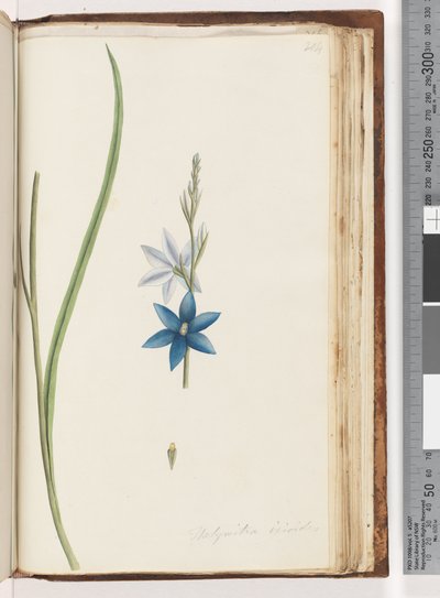 Página 204. Thelymitra ixiodes / Orquídea del Sol Manchada de Unknown artist