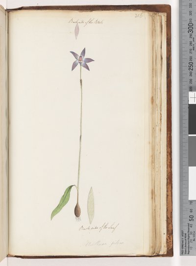 Página 206. Reverso de los pétalos. Reverso de la hoja. Arethusa pilosa / Orquídea de labios de cera de Unknown artist