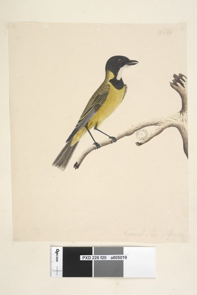Página 20. Tamaño natural. Abril Golden Whistler Pachycephala pectoralis, macho, 1791-92 de Unknown artist