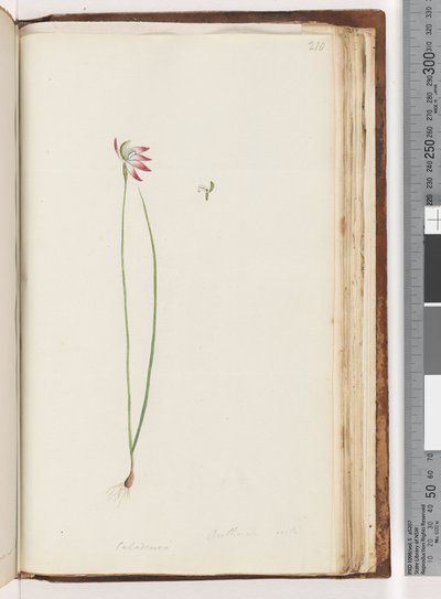 Página 210. Arethusa certe? (Caladenia) de Unknown artist