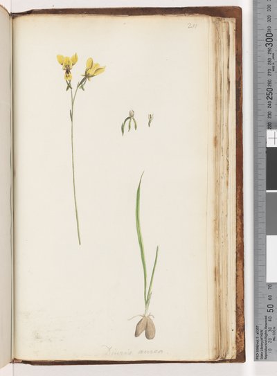 Página 211. Forma de Diuris aurea / Orquídea de burro dorado de Unknown artist