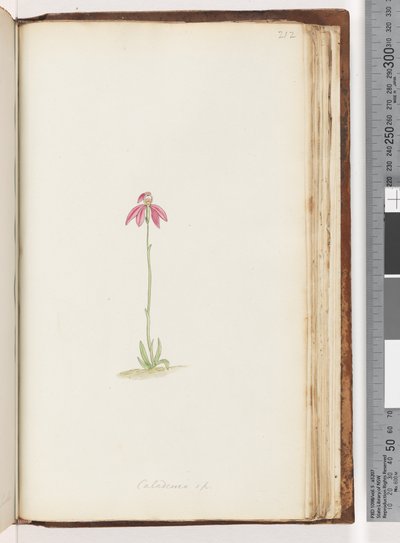 Página 212. Caladenia sp de Unknown artist