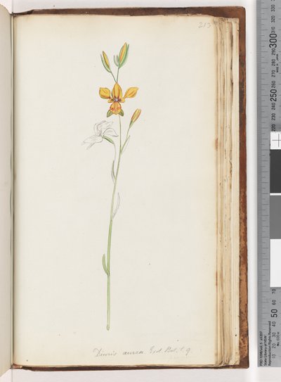 Página 213. Diuris aurea. Exot. Bot. t. 9. (Orquídea Burro Dorada) de Unknown artist