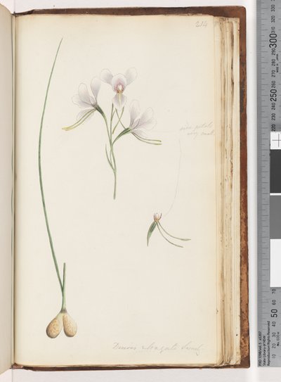 Página 214. Diuris elongata Saracty? Orquídea burro púrpura de Unknown