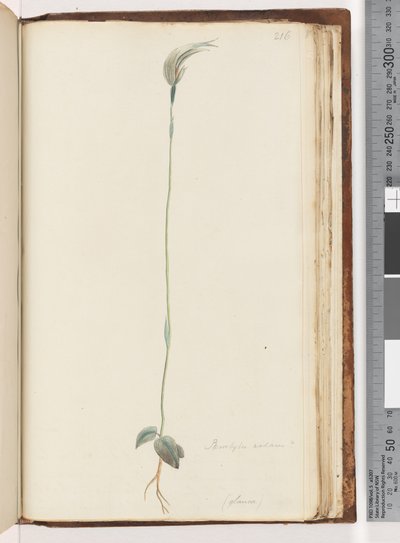 Página 216. Pterostylis nutans? de Unknown artist