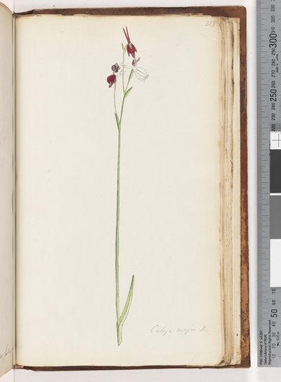 Página 218. Caleya major Br. Orquídea Pato Volador de Unknown artist