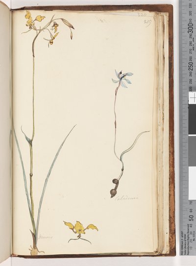 Página 219. Caladenia / Diuris dos plantas de Unknown artist