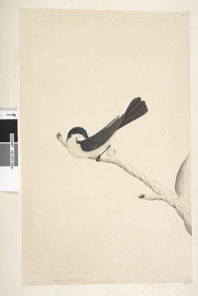 Cazamoscas Inquieto de Unknown artist