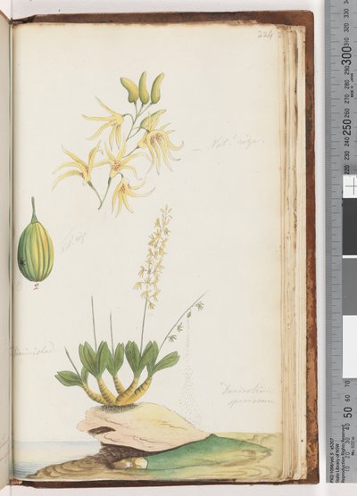 Página 224. Dendrobium speciosum (Orquídea de Roca) de Unknown artist