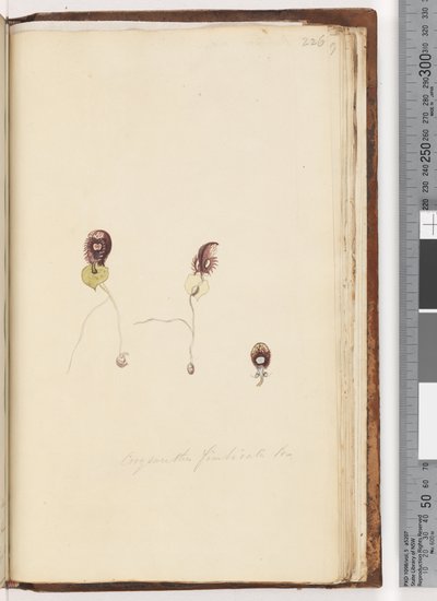 Página 226. Corysanthes fimbriata Br (Orquídea Casco Fringido) de Unknown artist